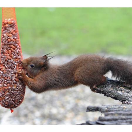 Eichhörnchen stiehlt Futter am Vogelfutternetz