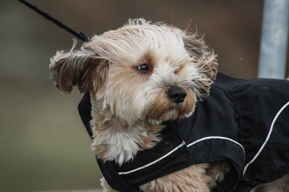 Hundeportrait mit fliegenden Ohren im Sturm